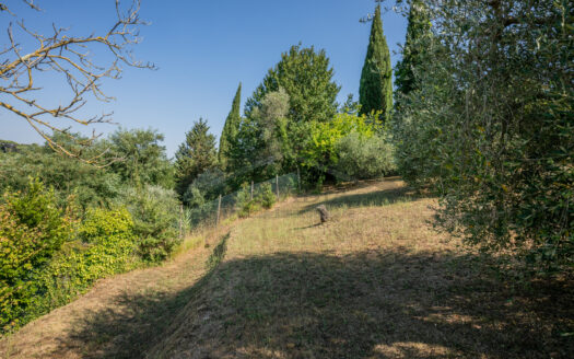 VILLA SINGOLA in Vendita a CRESPINA